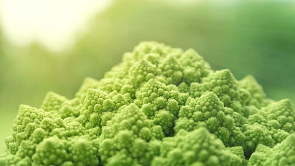 Benefits Of Green Cauliflower Benefits Of Green Cauliflower