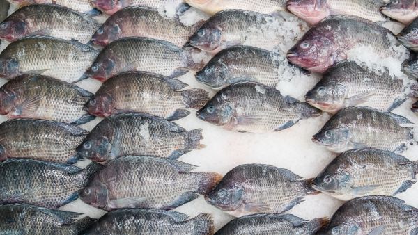 How To Check Fish Freshness?