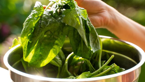 How To Keep Spinach (Palak) Leaves Fresh In Indian Summer, Winter And