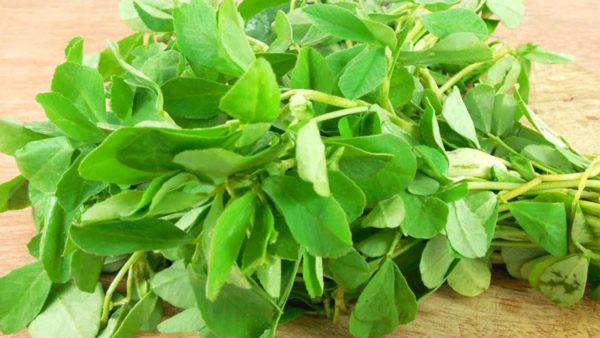 How To Keep Methi Leaves Fresh?