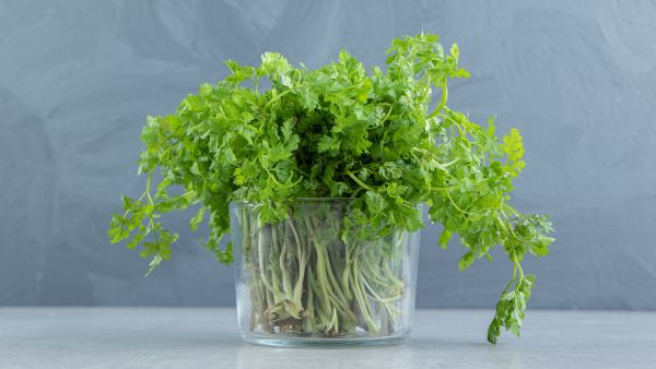 How To Keep Coriander Leaves Fresh?