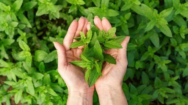 Keeping Pudina Fresh In Any Season