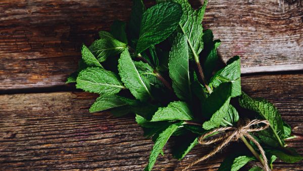 Keeping Pudina Fresh In Any Season