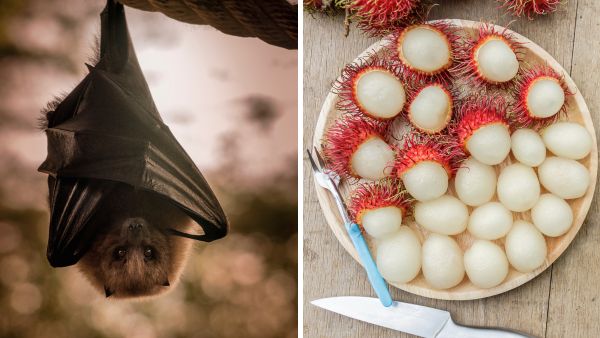 Nipah: Should You Cut Down Fruit Trees?