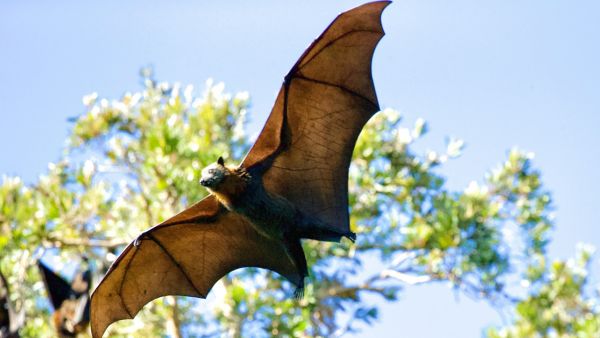 Nipah Virus Myths vs Facts