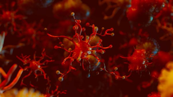 Nipah Virus Myths vs Facts