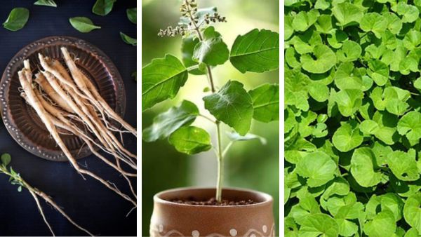 Indian Spices for Stress Management