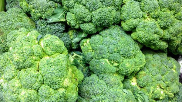 Boiled vs Steamed Broccoli Boiled vs Steamed Broccoli