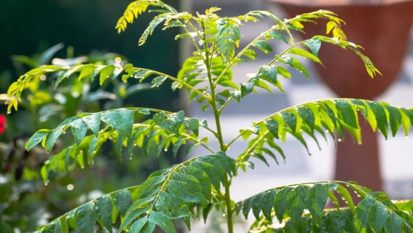 home-remedies-for-summer-hair-fall