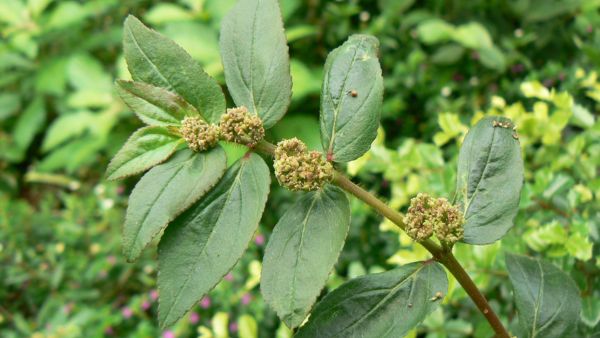 Tawa Tawa For Dengue