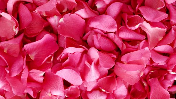 How To Dry Rose Petals To Make Rose Tea
