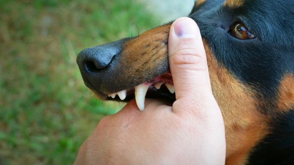 Early Signs And Symptoms Of Rabies
