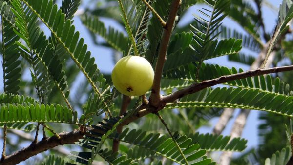 What Happens If You Each Too Much Amla?