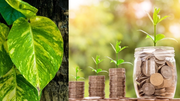 Vastu Tips For Money Plant: Where To Keep It To Attract Loads Of Money,