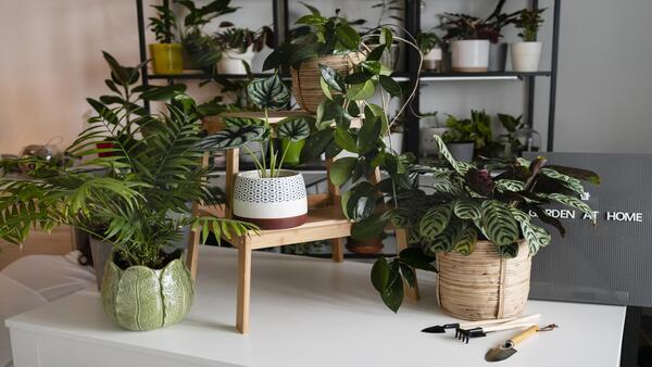 12 Effective Tips To Maintain Indoor Plants In Your Home