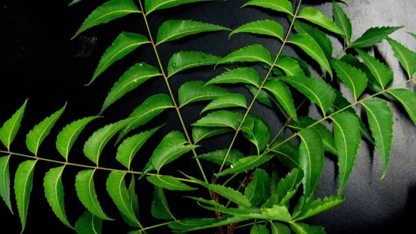 How To Use Neem Leaves For Dengue?