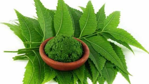 How To Use Neem Leaves For Dengue?