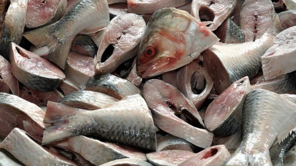 Benefits Of Hilsa Fish (Macher Raja)