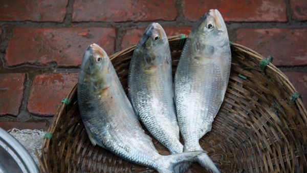 Benefits Of Hilsa Fish (Macher Raja)