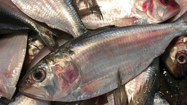 Benefits Of Hilsa Fish (Macher Raja)