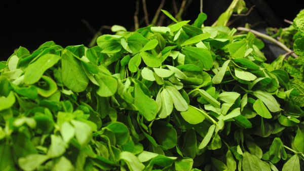 Fenugreek Leaves For Dengue