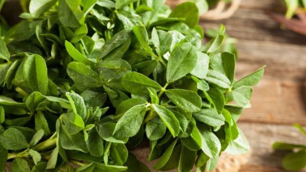 Fenugreek Leaves For Dengue