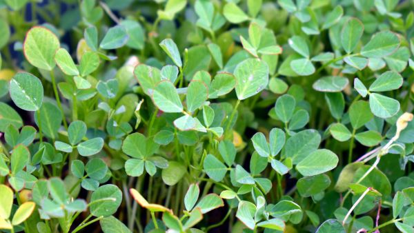 Fenugreek Leaves For Dengue