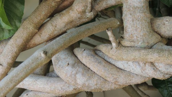 Guduchi (Giloy) For Dengue