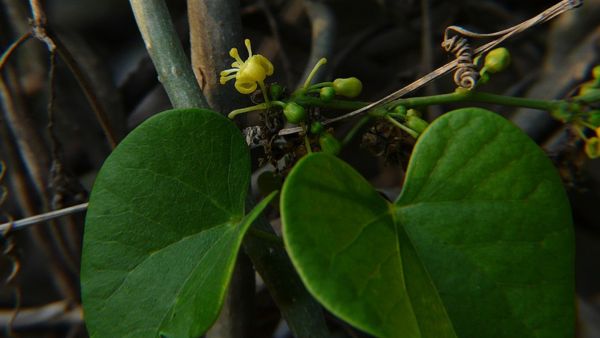 Guduchi (Giloy) For Dengue