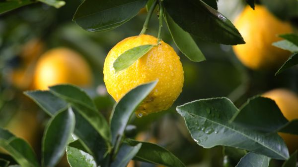 Lighten Up Your Inner Thighs Naturally