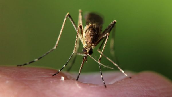 Malaysias Plan to Eradicate Dengue