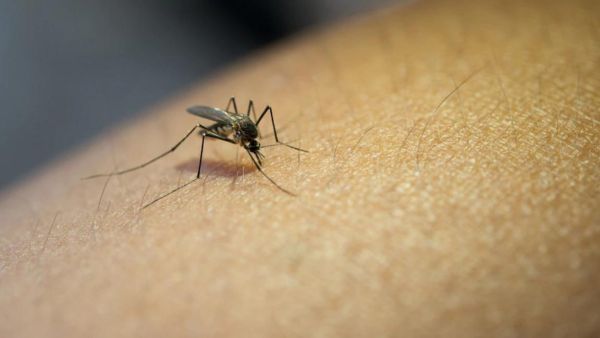 Malaysias Plan to Eradicate Dengue