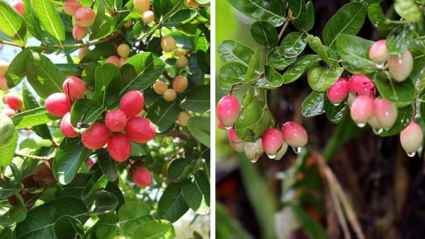 5 Rare Indian Wild Foods 5 Rare Indian Wild Foods