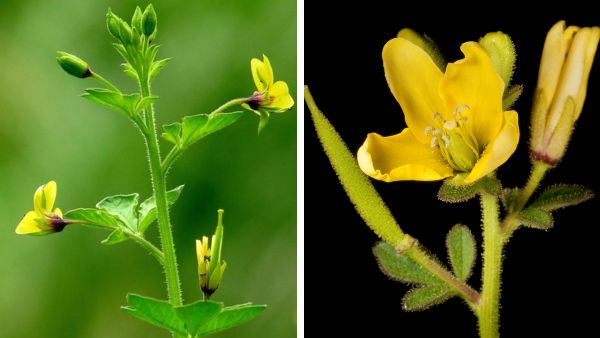 5 Rare Indian Wild Foods 5 Rare Indian Wild Foods