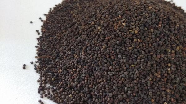 5 Rare Indian Wild Foods 5 Rare Indian Wild Foods