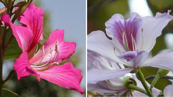 5 Rare Indian Wild Foods 5 Rare Indian Wild Foods