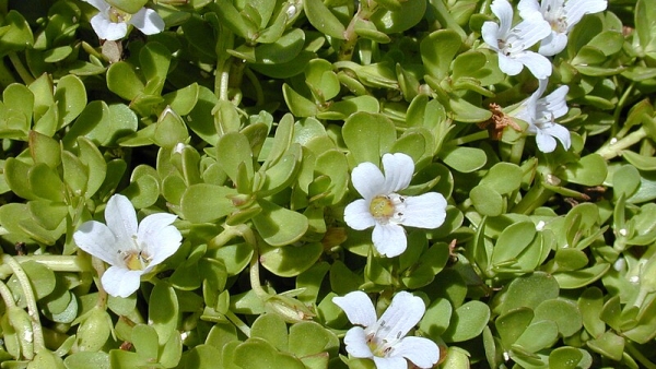 brahmi