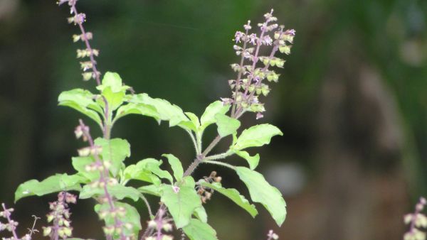 Can Tulsi Reduce Dengue Fever?