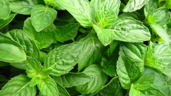 Can Tulsi Reduce Dengue Fever?