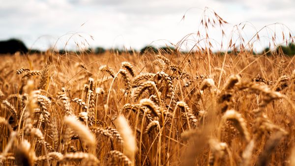 Benefits Of Wheat For Diabetes