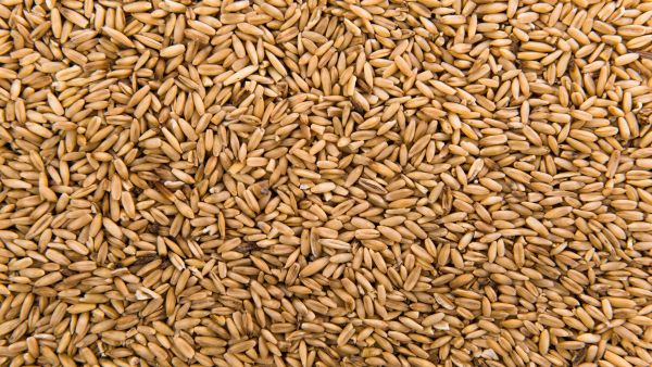 Benefits Of Wheat For Diabetes
