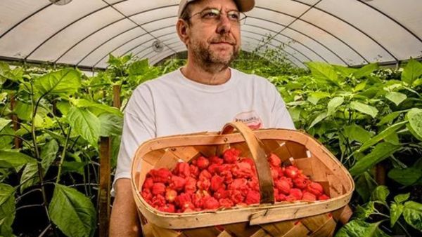 World’s Hottest Chilli Pepper, Pepper X