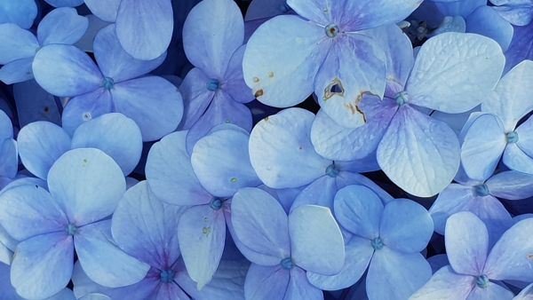 5 Mind-Blowing Facts About Colour Blue