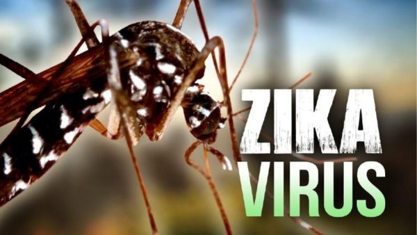 Bangalore: Zika Virus Found In Mosquito Bangalore: Zika Virus Found In Mosquito