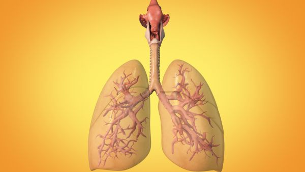 Recent Respiratory Infections In China