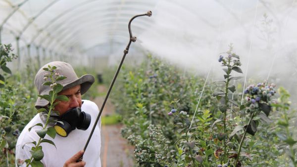 Is Your Food Pesticide-Ridden?