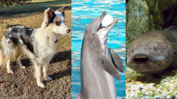 Smartest Animals:These Creatures Will Blow Your Mind With Their Intelligence, Some Can Surpass Human Abilities