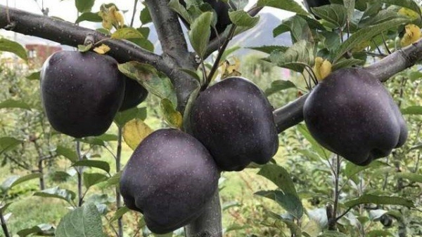  Black Diamond Apples