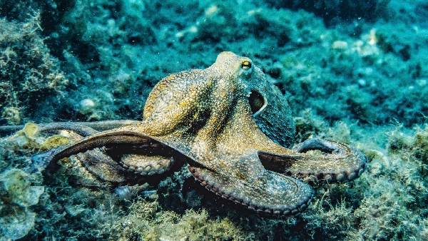 octopuses