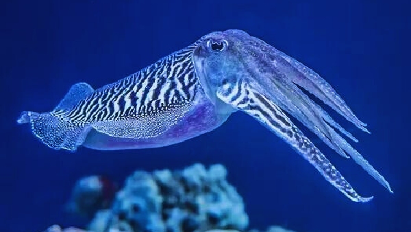 cuttlefish